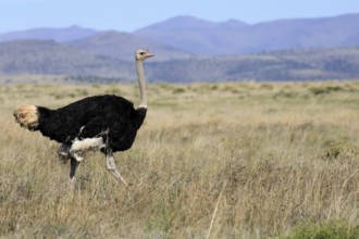 South African ostrich (Struthio camelus australis), adult, male, running, foraging, Mountain Zebra