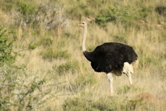 South African ostrich (Struthio camelus australis), adult, male, alert, Mountain Zebra National