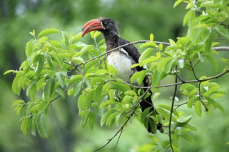South African crowned hornbill (Lophoceros alboterminatus suahelicus), adult, on tree, alert,