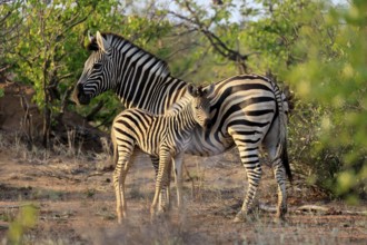 Burchell's zebra (Equus quagga burchelli), Burchell's zebra, adult, female, juvenile, mother,