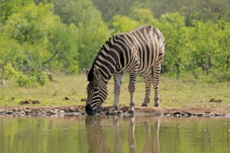 Burchell's zebra (Equus quagga burchelli), Burchell's zebra, adult, at the water, waterhole,
