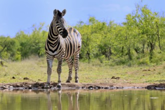Burchell's zebra (Equus quagga burchelli), Burchell's zebra, adult, at the water, waterhole, alert,