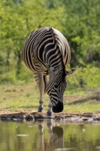 Burchell's zebra (Equus quagga burchelli), Burchell's zebra, adult, at the water, waterhole, alert,