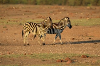Burchell's zebra (Equus quagga burchelli), Burchell's zebra, adult, two animals, foraging, Kruger,