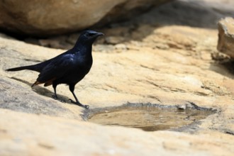 Red-winged Starling (Onychognathus morio), adult, male, at the water, alert, Mountain Zebra