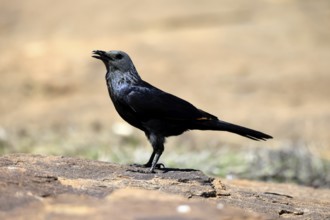 Red-winged Starling (Onychognathus morio), adult, on ground, female, calling, Mountain Zebra
