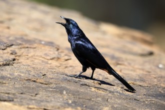 Red-winged Starling (Onychognathus morio), adult, male, on rocks, calling, alert, Mountain Zebra