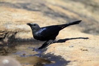 Red-winged Starling (Onychognathus morio), adult, at the water, female, drinking, Mountain Zebra