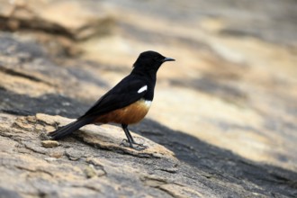 Red-bellied Wheatear (Thamnoläa cinnamomeiventris), adult, male, on the ground, foraging, Mountain