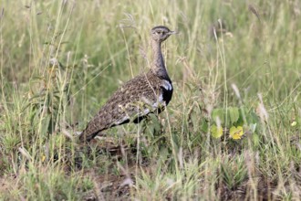Red-crested Bustard (Lophotis ruficrista), adult, male, foraging, alert, Kruger, Kruger National
