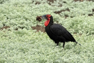 Red-faced Hornbill (Bucorvus leadbeateri), Southern ground hornbill, Red-cheeked Hornbill, Kaffir