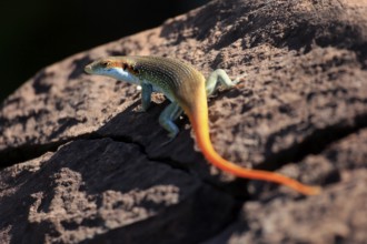 Rainbow skink (Trachylepis margaritifera), adult, male, on rocks, foraging, Kruger, Kruger National