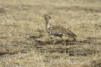Kori Bustard (Ardeotis kori), Kori Bustard, adult, foraging, alert, Kruger, Kruger National Park,