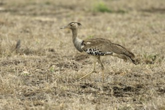 Kori Bustard (Ardeotis kori), Kori Bustard, adult, running, foraging, alert, Kruger, Kruger