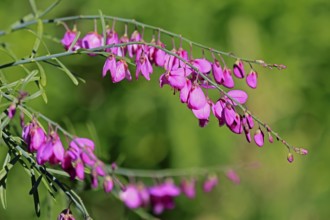 Polygala virgata, Purpurginster, flower, flowering, shrub, Kirstenbosch Botanical Gardens, Cape