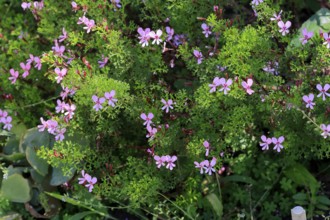 Pelargonium reniforme, Cape Pelargonium, flower, flowering, medicinal plant, Kirstenbosch Botanical
