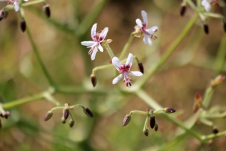 Pelargonium paniculatum, flowering, flowers, Karoo Desert Botanic Garden, Worcester, Western Cape,