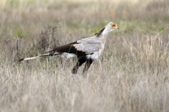Secretary (Sagittarius serpentarius), adult, foraging, alert, Mountain Zebra National Park, Eastern