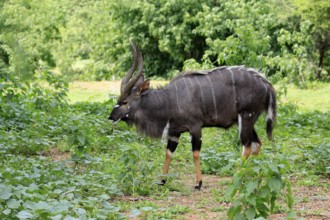 Nyala (Tragelaphus angasii), adult, male, foraging, antelopes, Kruger, Kruger National Park, South