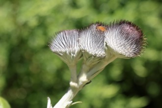 Oldenburgia grandis, flower, flowering, shrub, Kirstenbosch Botanical Gardens, Cape Town, South