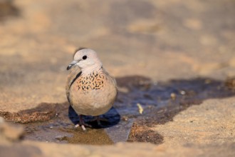 Palm Pigeon (Spilopelia senegalensis), adult, at the water, Mountain Zebra National Park, Eastern