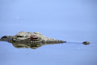 Nile crocodile (Crocodylus niloticus), adult, in water, resting, portrait, Kruger, Kruger National