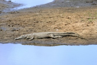 Nile crocodile (Crocodylus niloticus), adult, on land, in the water, resting, Kruger, Kruger