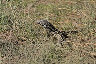 Nile monitor lizard (Varanus niloticus), adult, foraging, Kruger, Kruger National Park, South