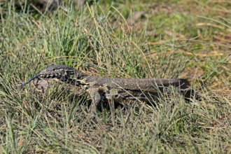 Nile monitor lizard (Varanus niloticus), adult, foraging, tongues, Kruger, Kruger National Park,