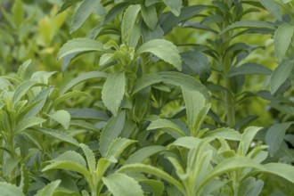 Stevia rebaudiana, sweet herb, North Rhine-Westphalia, Germany