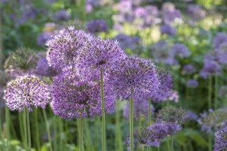 Allium blossom in the district educational garden, Burgsteinfurt, Münsterland, North