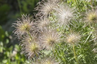 Fruit clusters of the common pasque flower, Münsterland, North Rhine-Westphalia, Germany