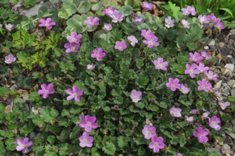 Heron's beak (Erodium), North Rhine-Westphalia, Germany