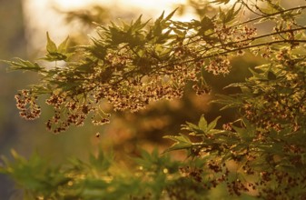 Acer pseudosieboldianum (Acer pseudosieboldianum), Münsterland, North Rhine-Westphalia, Germany
