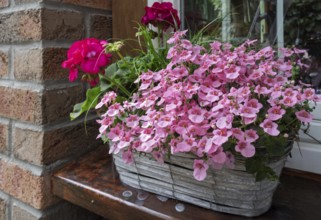 Floral decoration with elfin spurge (Diascia barberae) and geranium, North Rhine-Westphalia,