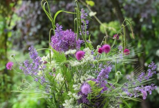 Bouquet with allium and catnip, North Rhine-Westphalia, Germany