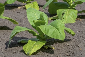 Aztec tobacco, strong tobacco (Nicotiana rustica) plants on field in late spring, early summer,