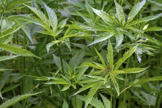 Industrial hemp field (Cannabis sativa) grown for paper, rope, textiles, clothing, biodegradable