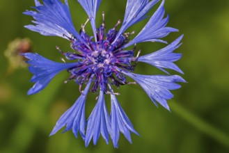 Cornflower, bachelor's button (Centaurea cyanus) in flower in summer, native to Europe