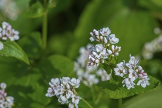 Common buckwheat (Fagopyrum esculentum) in flower in late spring, early summer, cultivated for its