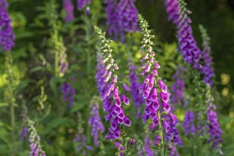 Common foxglove (Digitalis purpurea) in flower in forest in late spring, early summer