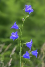 Peach-leaved bellflower (Campanula persicifolia) in flower at forest edge
