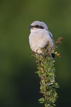 Great grey shrike (Lanius excubitor) juvenile, carnivorous songbird perched in bush along meadow in