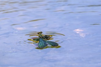 Beautiful demoiselle (Calopteryx virgo) male damselfly drowning in stream because surface tension