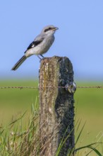 Great grey shrike (Lanius excubitor) juvenile perched on weathered wooden fence post with barbed