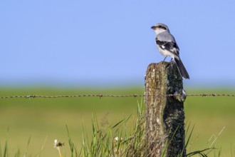 Great grey shrike (Lanius excubitor) juvenile perched on weathered wooden fence post with barbed