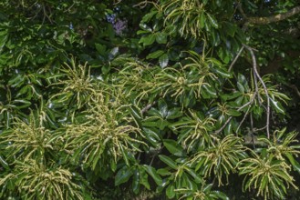 Sweet chestnut, Spanish chestnut, European chestnut (Castanea sativa) close-up of long yellow