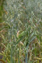 Common oat (Avena sativa), close-up of spikelets, cereal grain used for human consumption and as