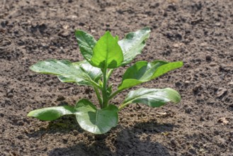 Cultivated tobacco, common tobacco (Nicotiana tabacum) plant on field in late spring, early summer,