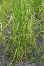 Domesticated einkorn wheat (Triticum monococcum) plants on field in late spring, early summer